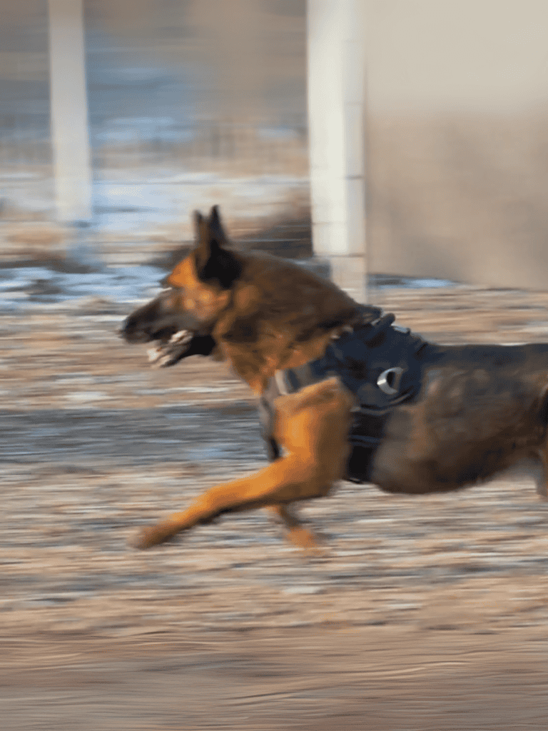 Energetic dog running outside in motion at high speed.