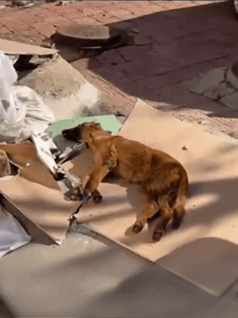 Cute puppy and stray dog play on paper and cardboard outside on a sunny day.
