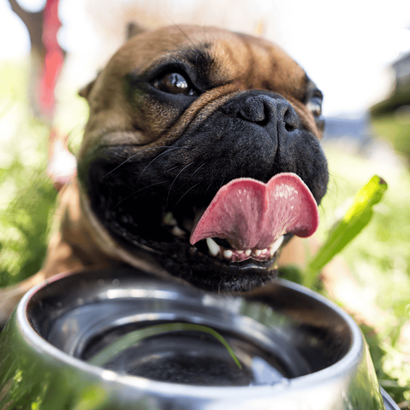 Adorable bulldog enjoying fresh water from a stainless steel bowl outdoors. Perfect for dog care and pet nutrition tips.