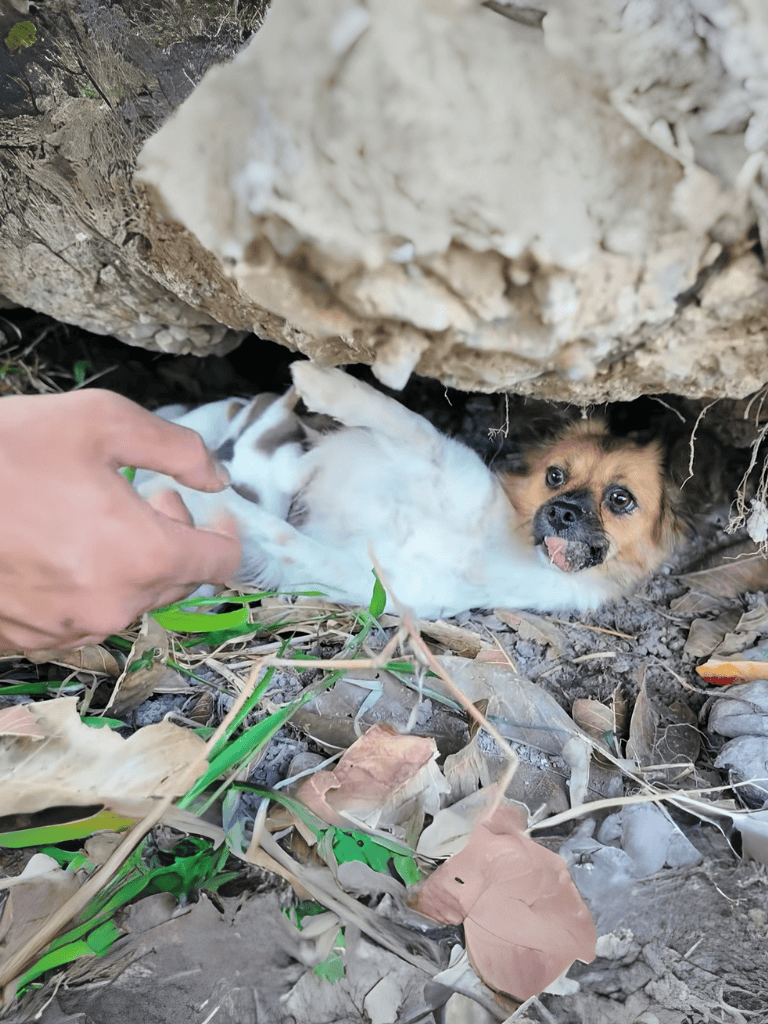 Dog rescue under rocks, sheltering puppy in natural environment.