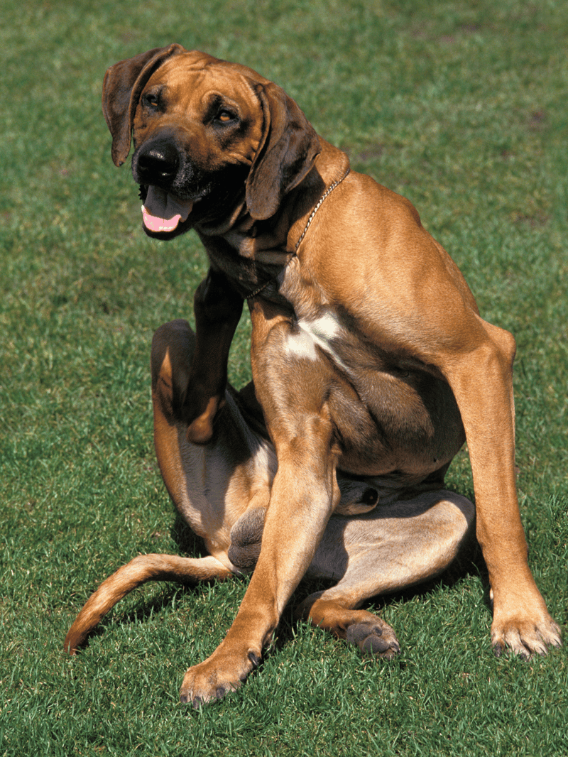 Dog sitting on lush green grass, large friendly breed with a happy expression, outdoors, ideal for dog care, training, or pet services website.