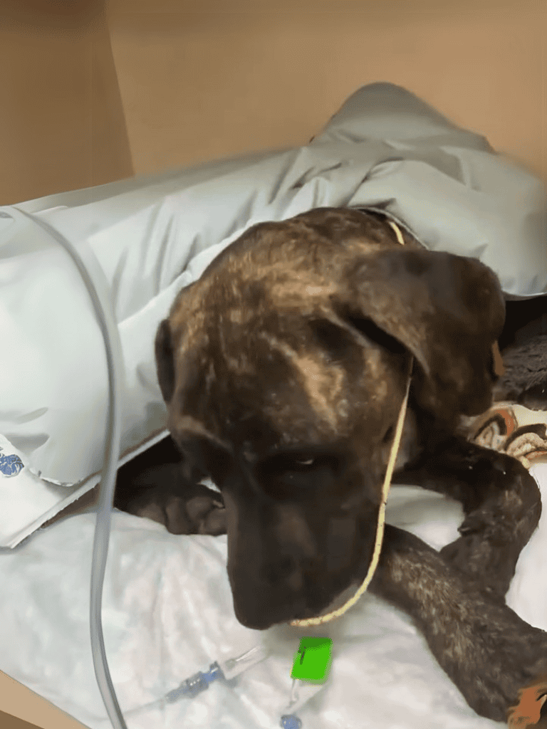 Brave dog with IV in a veterinary hospital bed after surgery or treatment.
