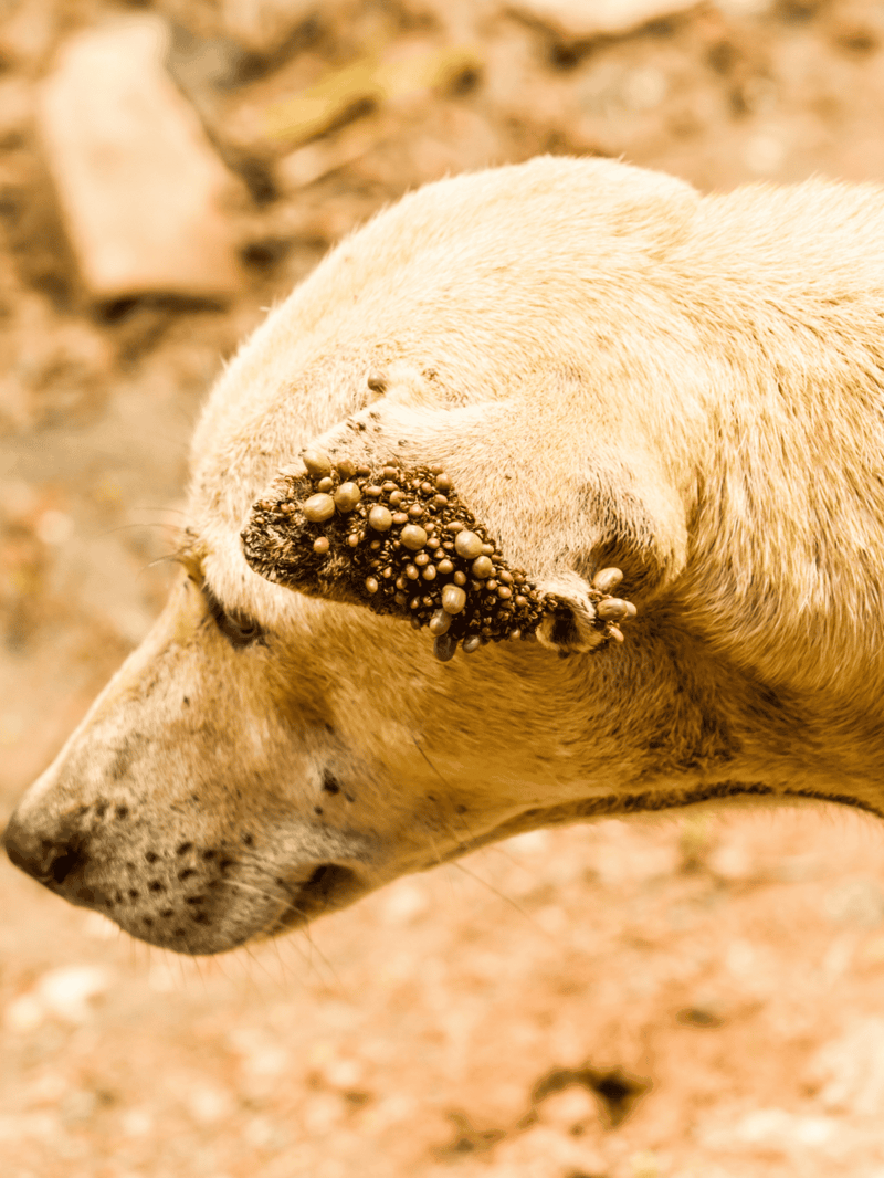 Close-up of flea-infested dog's ear showing fleas, emphasizing the importance of veterinary care and flea treatment for dogs.