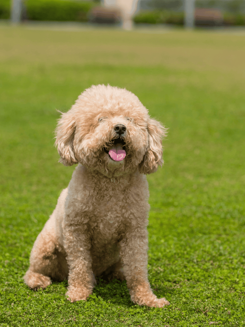 Adorable fluffy beige Goldendoodle dog enjoying outdoor playtime at the park.