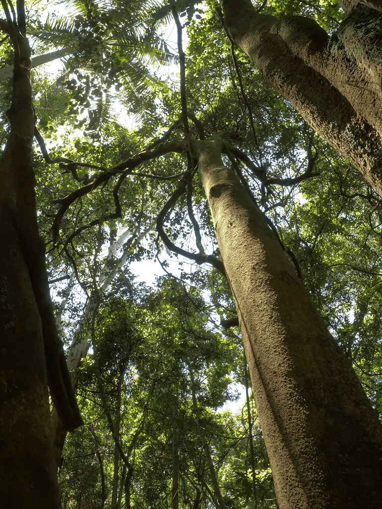 Majestic trees in a tropical rainforest with vibrant green foliage and sunlight streaming through.
