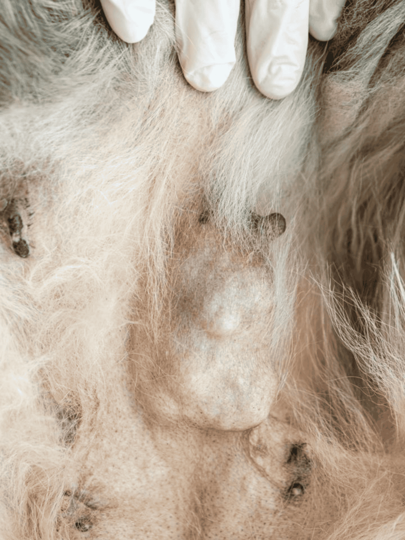 Close-up of dog skin with hair loss and skin issues, taken for pet health analysis.