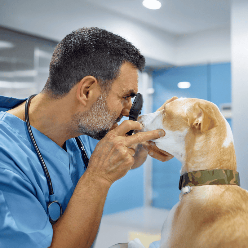 Close-up of veterinarian examining dog's nose using magnifying glass.