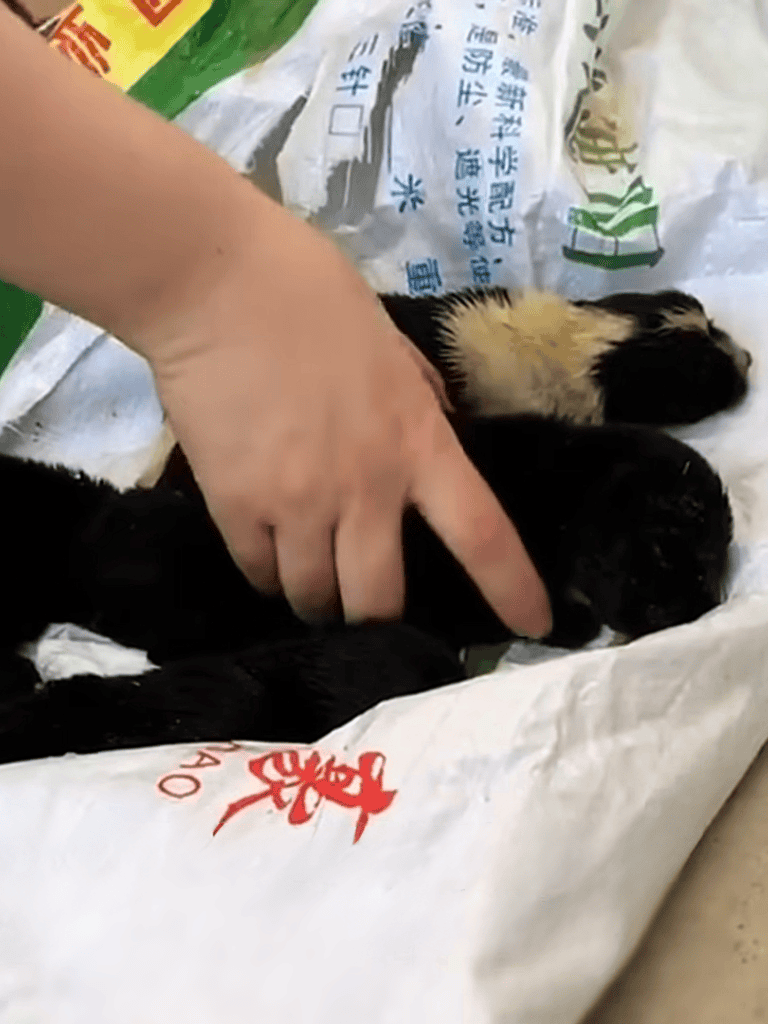 Close-up of tiny newborn puppy with human hand touching, lying on a white cloth.