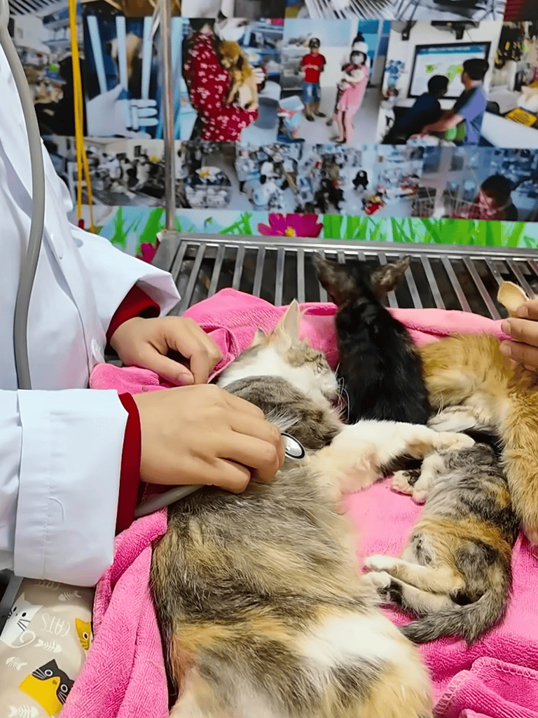 Stethoscope on sleeping kittens at veterinary clinic, pet health checkup, animal care, vet consultation.
