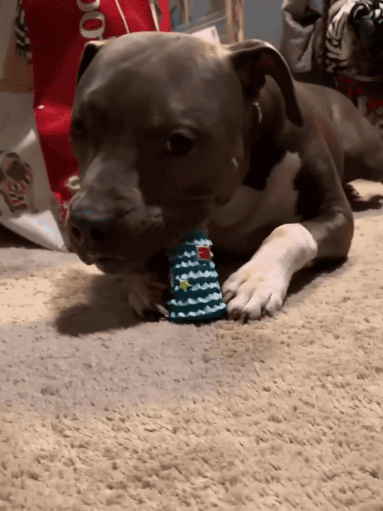 Dog playing with blue and white chew toy on carpet.