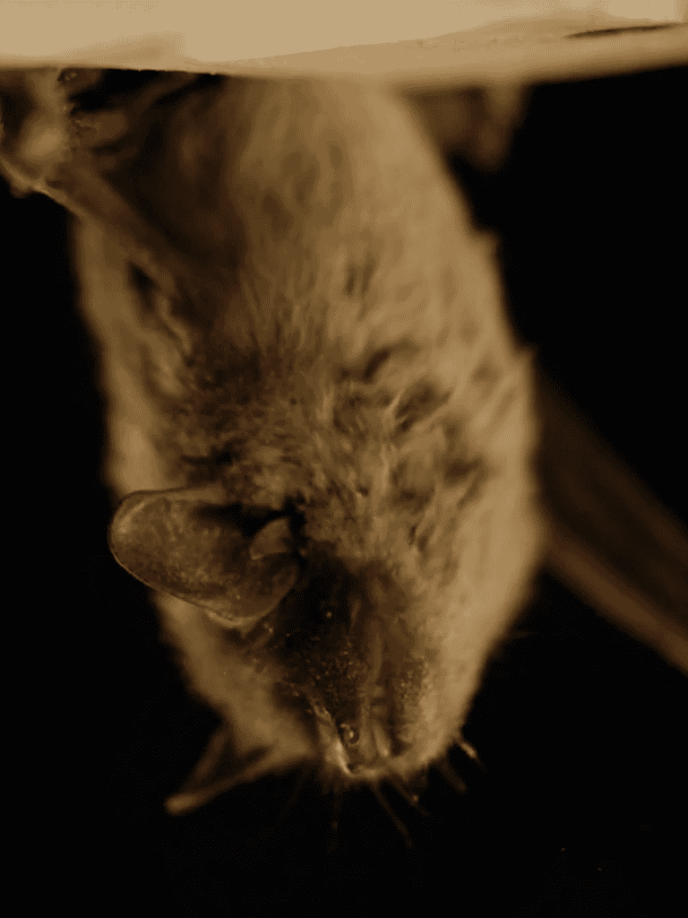 Close-up of a sleeping cat with fur and whiskers in a cozy setting, highlighting pet relaxation.