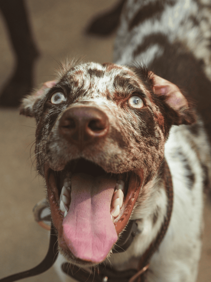 Dog with striking blue eyes, mouth open, tongue out, showcasing happy, energetic behavior.
