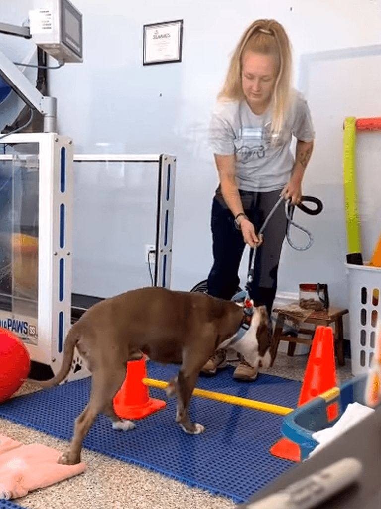 Dog agility training session for service dog development.