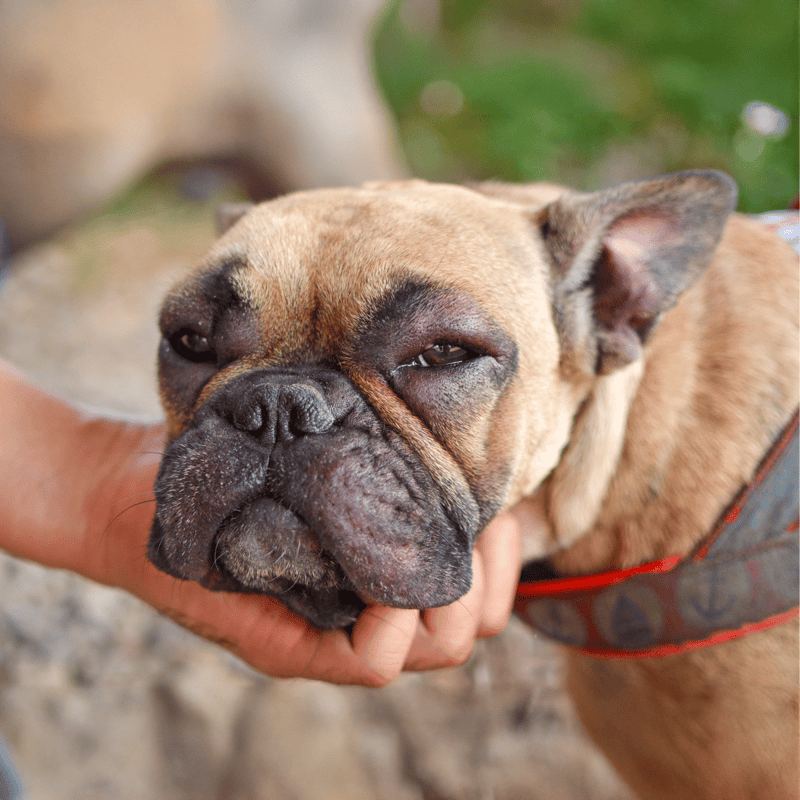 French Bulldog resting, close-up pet care, adorable dog, fur and skin health.