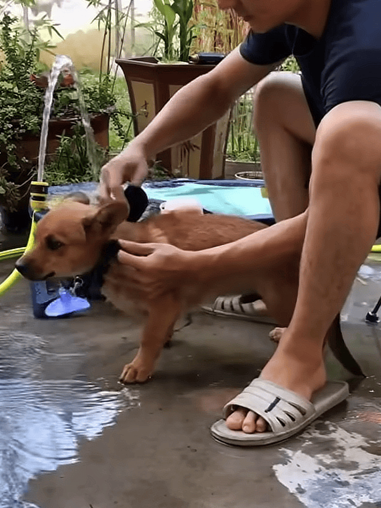 Alt: Person giving a shower to a small brown dog outside in a garden.
