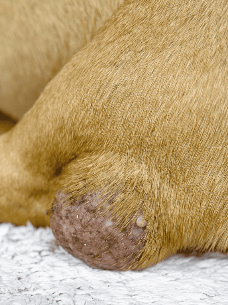 Close-up of a dog's nose showing healthy skin and shiny fur for pet health and care.