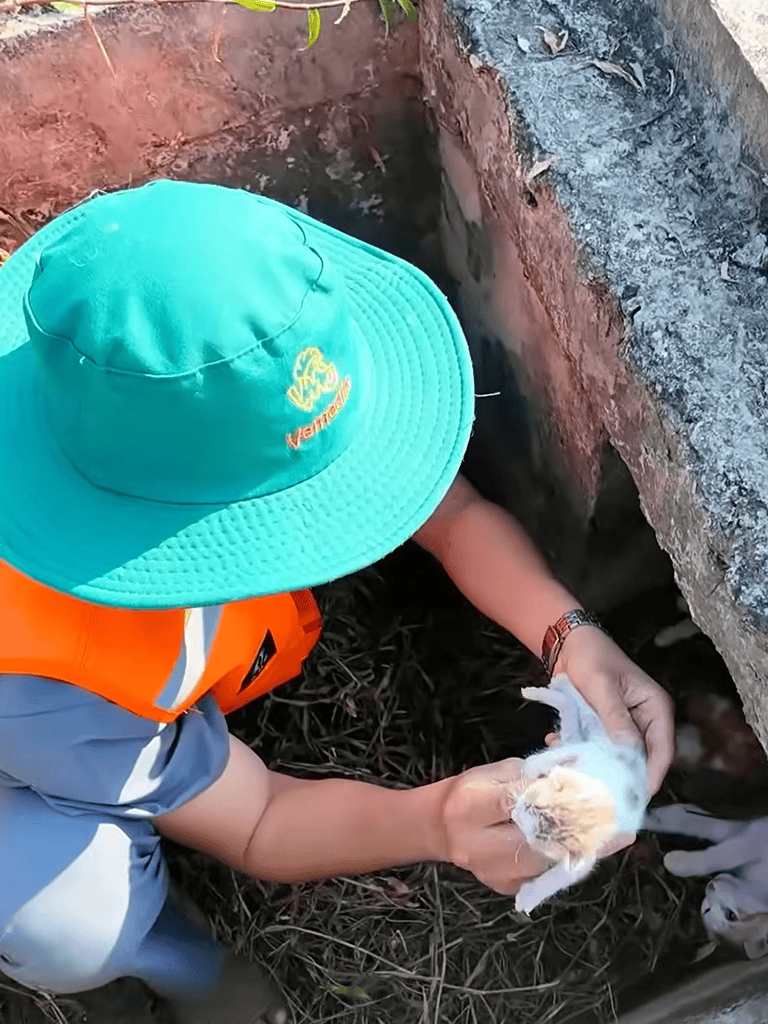 Pet rescue of a small kitten from a soil opening.