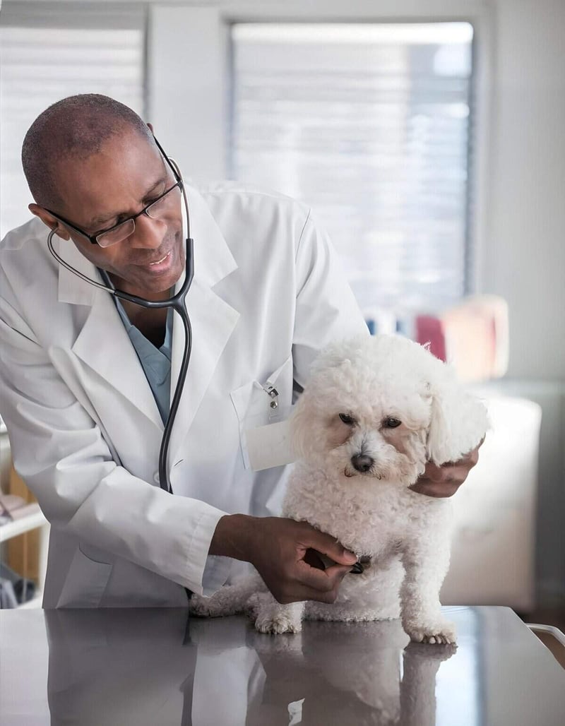 Veterinarian checking small white dog with stethoscope at veterinary clinic.