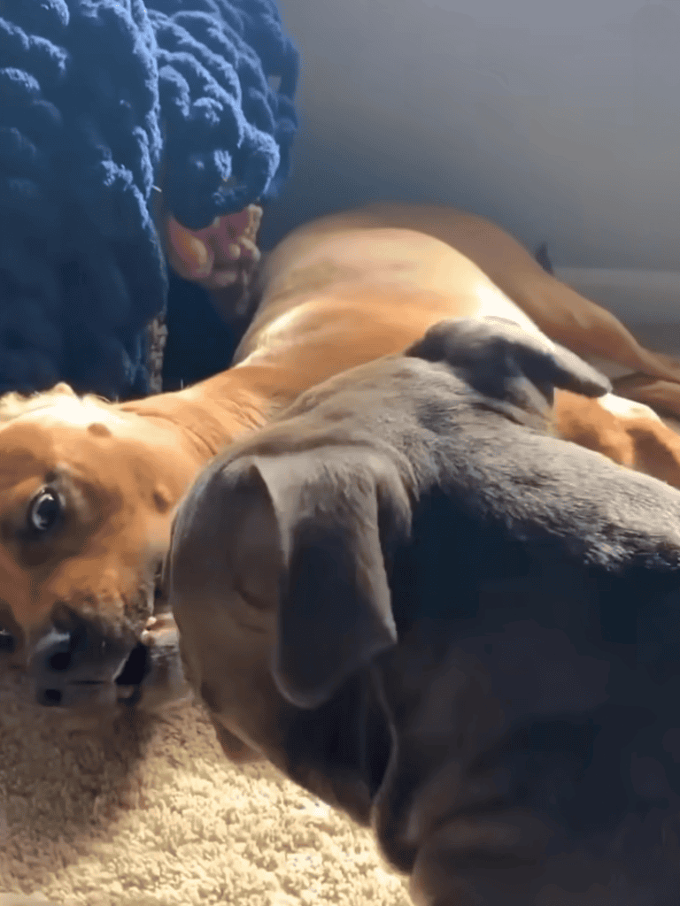 Adorable puppies snuggling together on soft carpet for comfort and warmth.