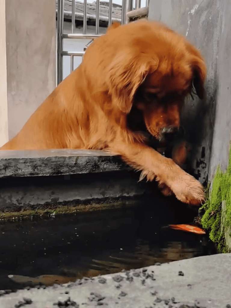 Golden retriever dog playing with fish in water around kennel.