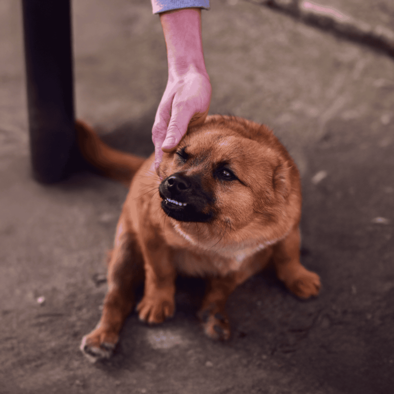 Adorable dog being petted, playful expression, close-up of brown dog on the ground.
