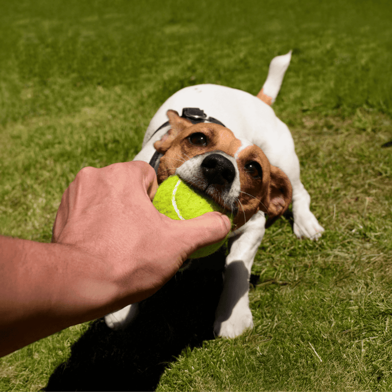 Adorable Jack Russell Terrier tugging on tennis ball, enjoying outdoor playtime and training sessions.