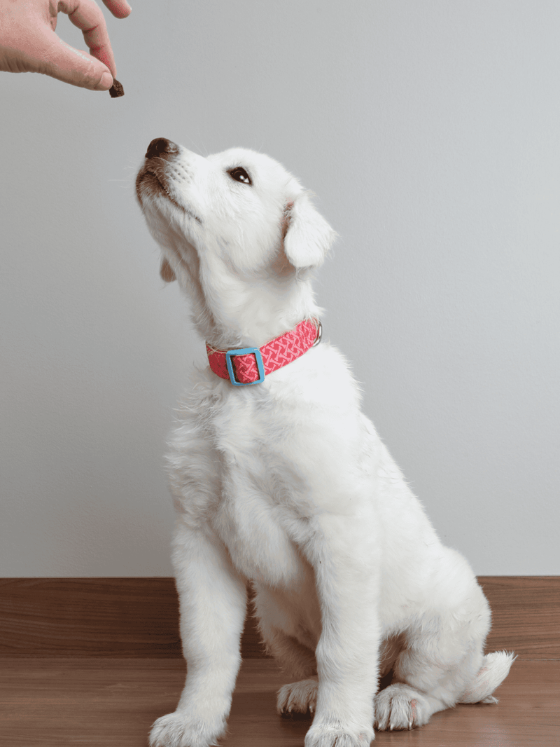 Puppy eagerly receiving a treat from a hand, adorable and well-behaved dog, perfect for dog training.