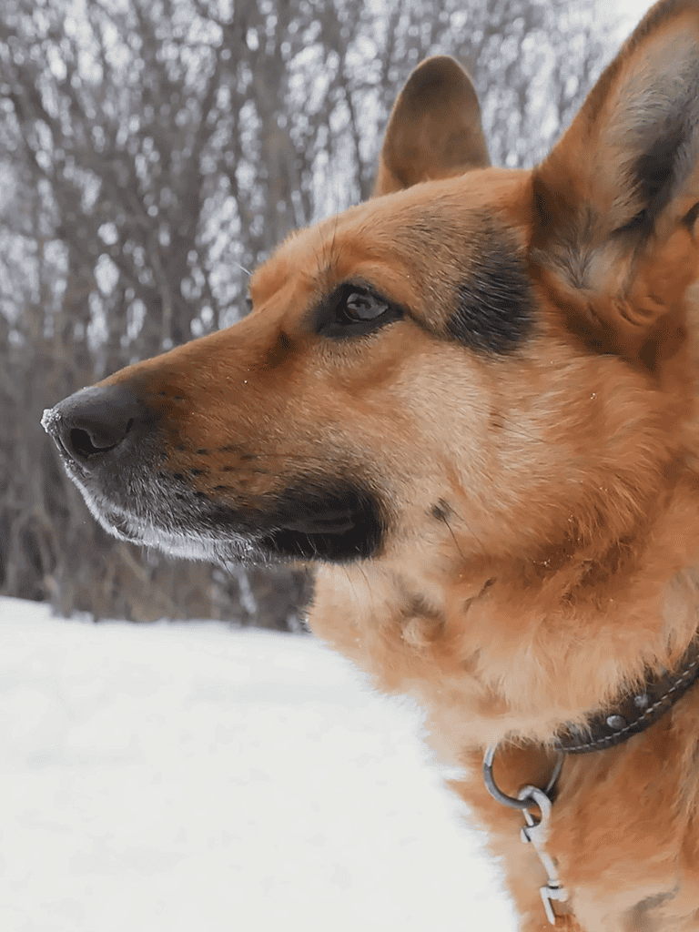 Adorable dog outdoors in winter snow landscape.