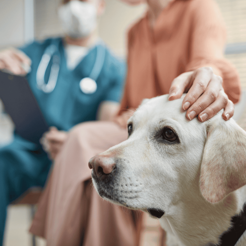 Caring veterinarian examining a friendly dog, emphasizing pet health and wellness services.