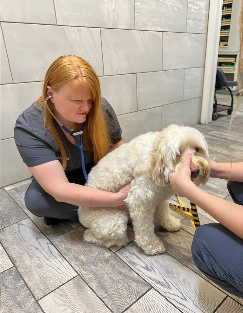 A veterinarian examines a fluffy white dog during a health checkup at the veterinary clinic, ensuring pet wellness and medical care.
