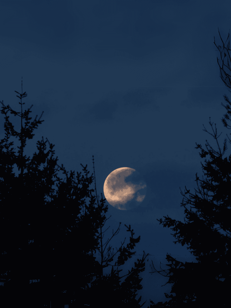 Moon shining through trees against a dark night sky.