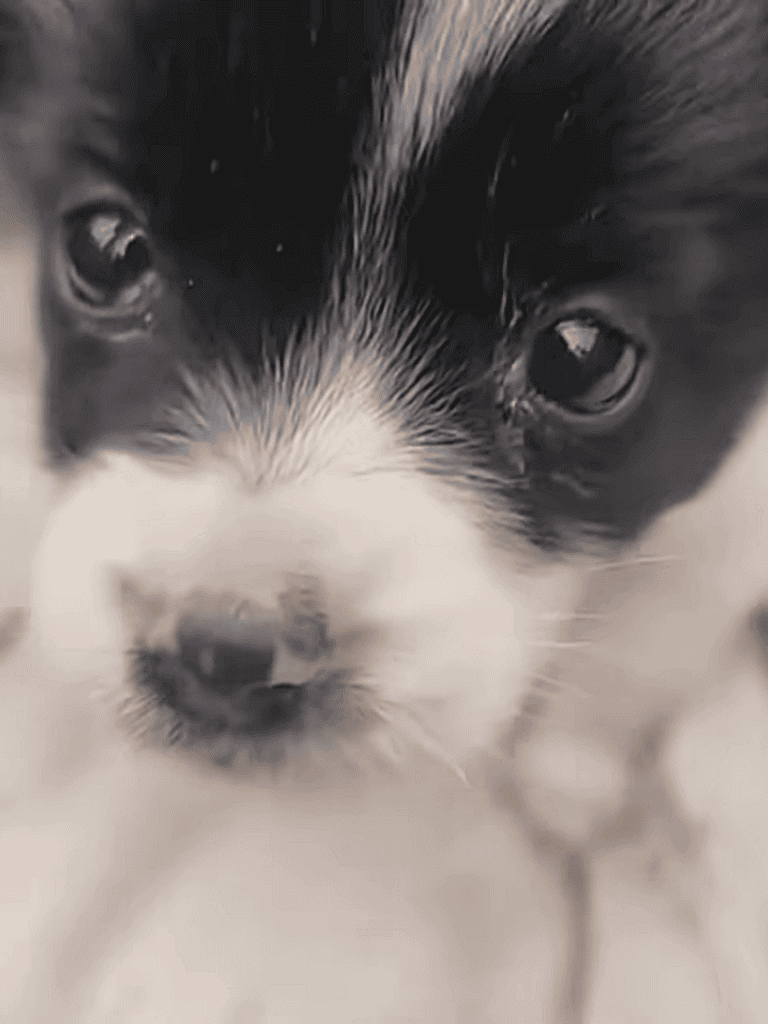 Cute black and white puppy with expressive eyes and soft fur, ideal for pet adoption and dog care.