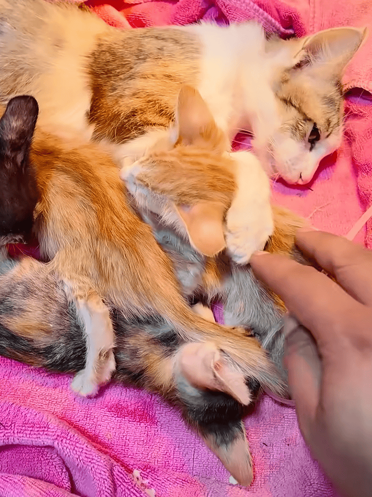Cute kittens cuddling with a human hand on pink blanket.