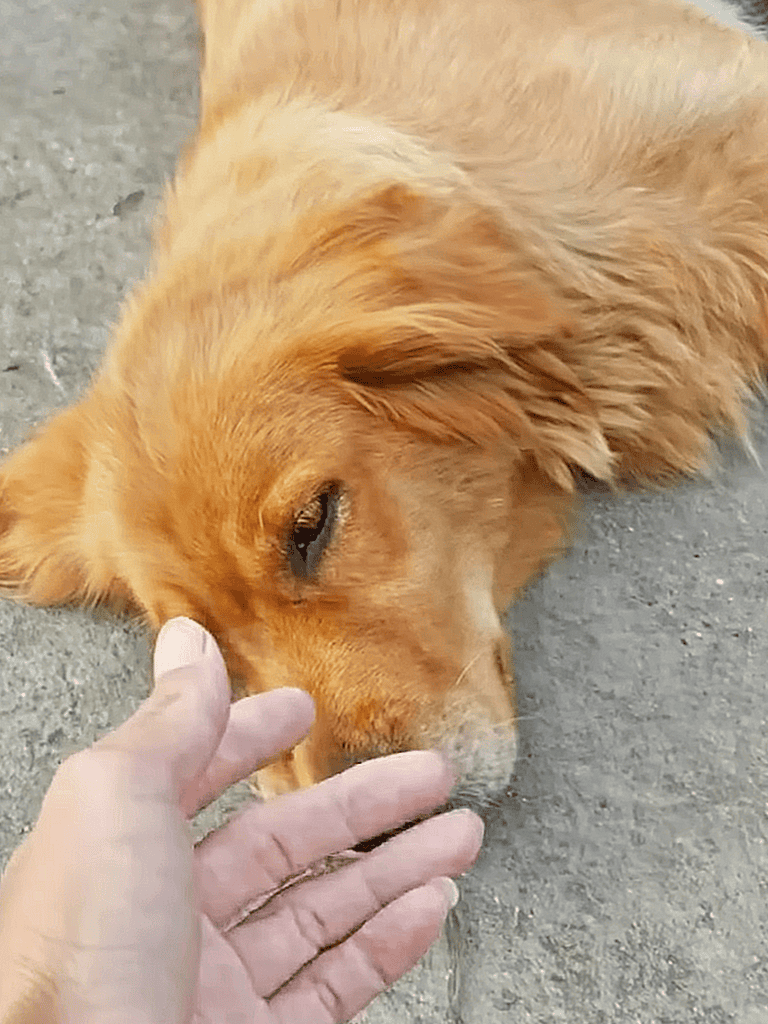 Golden retriever puppy gently nose touch with owner outdoors.
