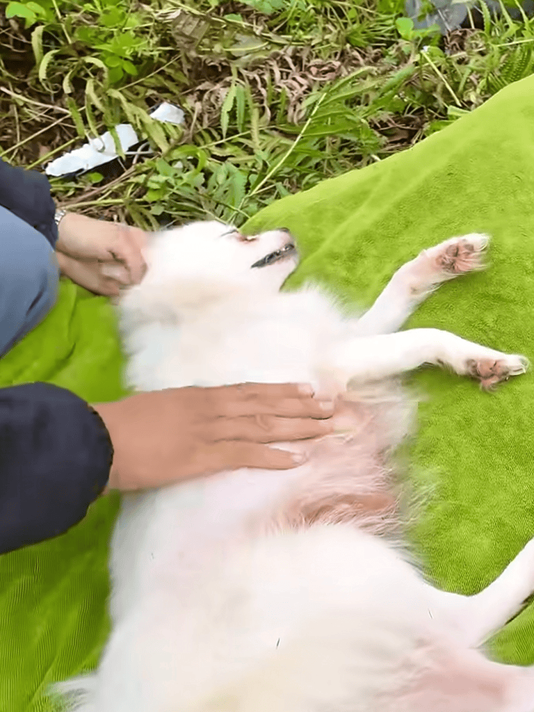 Adorable white dog lying on its back on a green blanket, enjoying a belly rub outside.