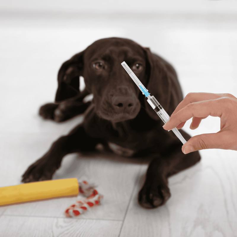 Dog receiving vaccine from veterinarian for health protection.