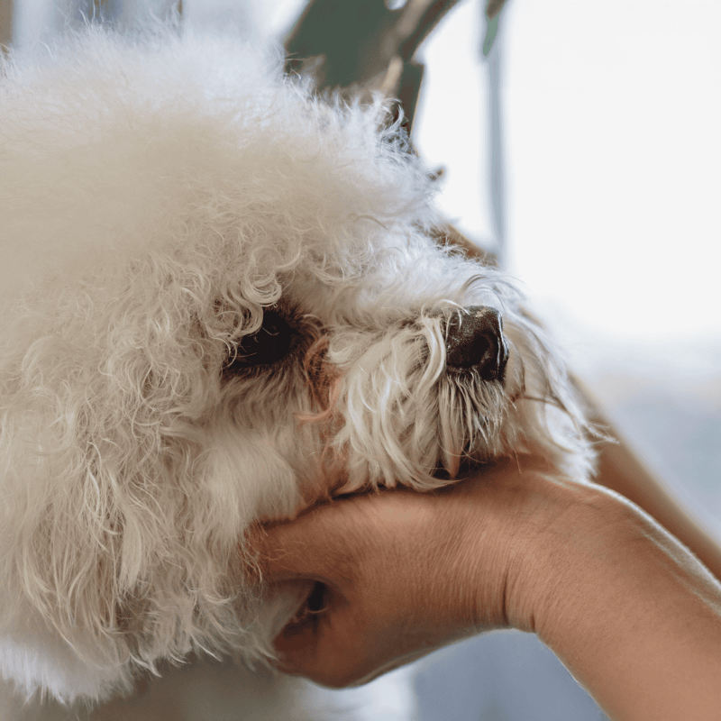 Gentle grooming session for a fluffy poodle dog at Dogfix pet grooming salon.