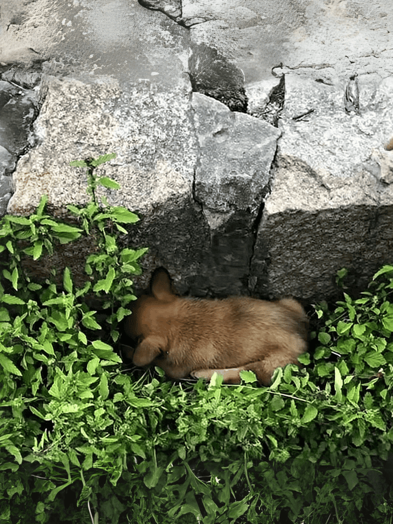 Adorable puppy sleeping amidst lush green plants near rocks.