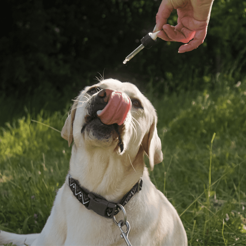 Close-up of a Labrador retriever being vaccinated outdoors with a dropper.
