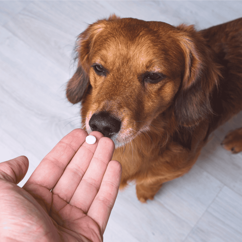 Dog taking medication from a pill dispenser.
