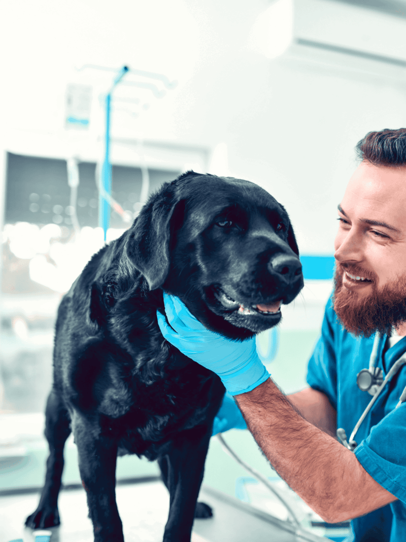 Vet checking a Labrador dog at the vet clinic for health assessment and grooming.