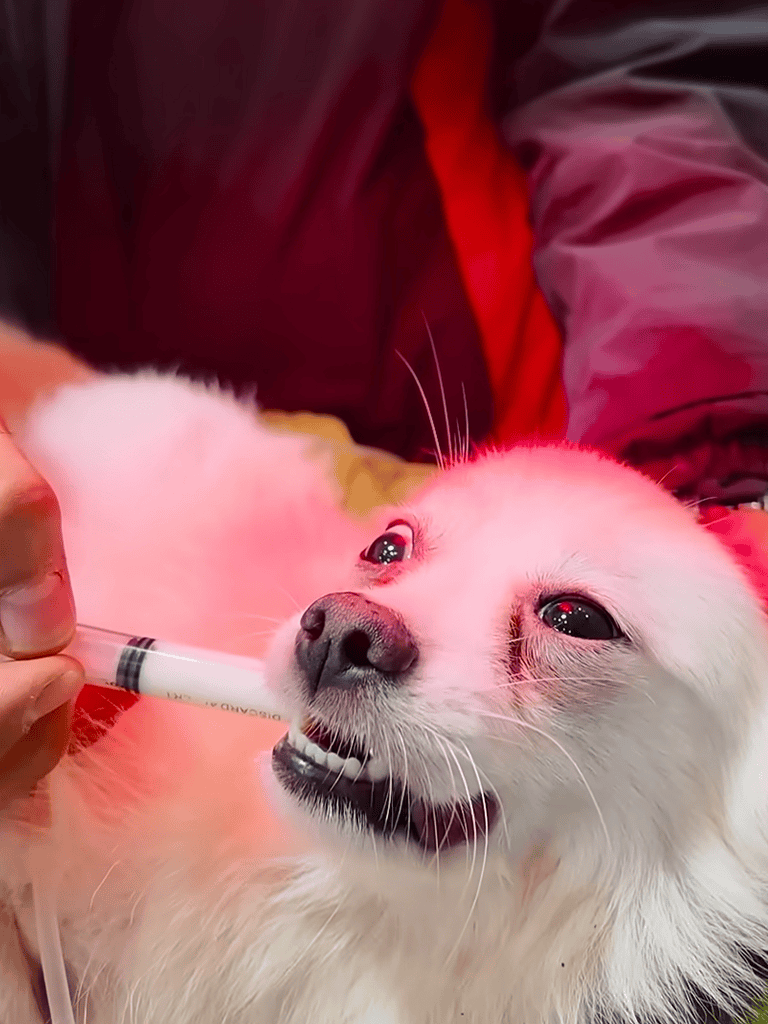 Dog receiving veterinary care.