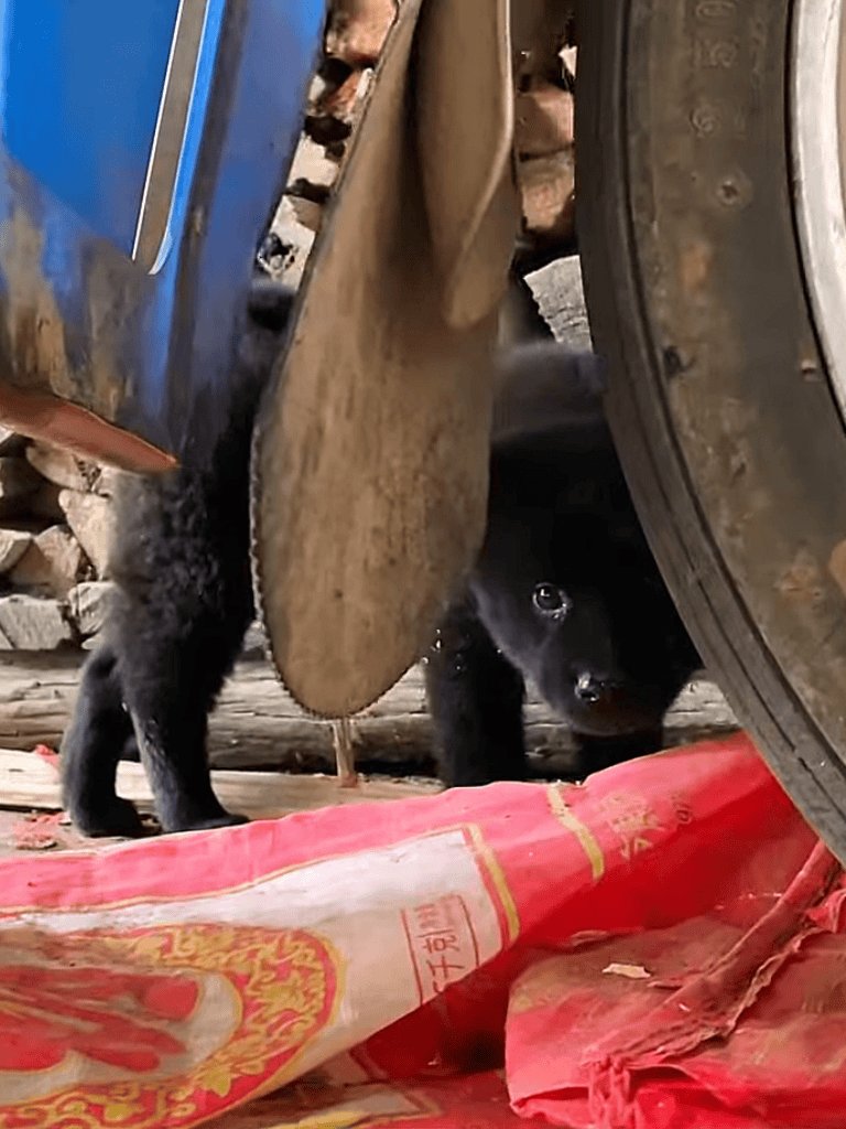 Cute puppy hiding under machinery in a cluttered yard setting.