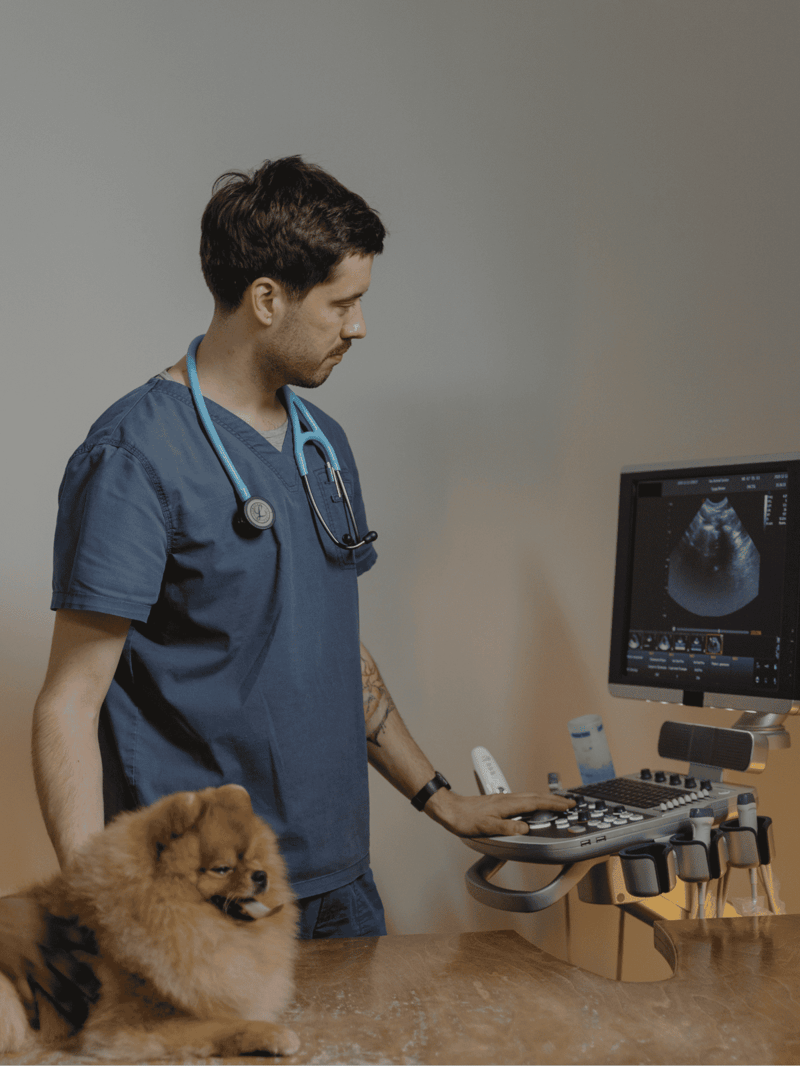 Vet with ultrasound dog and veterinarian healthcare.