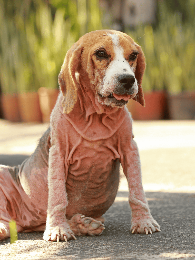 Dog, adorable dog, puppy, dog breed, pet, dog photography, canine, furry friend, pet photography, dog lifestyle.