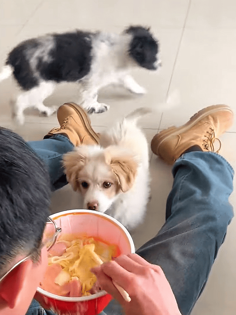 Puppies eating food from a bowl, playful and adorable for dog lovers.