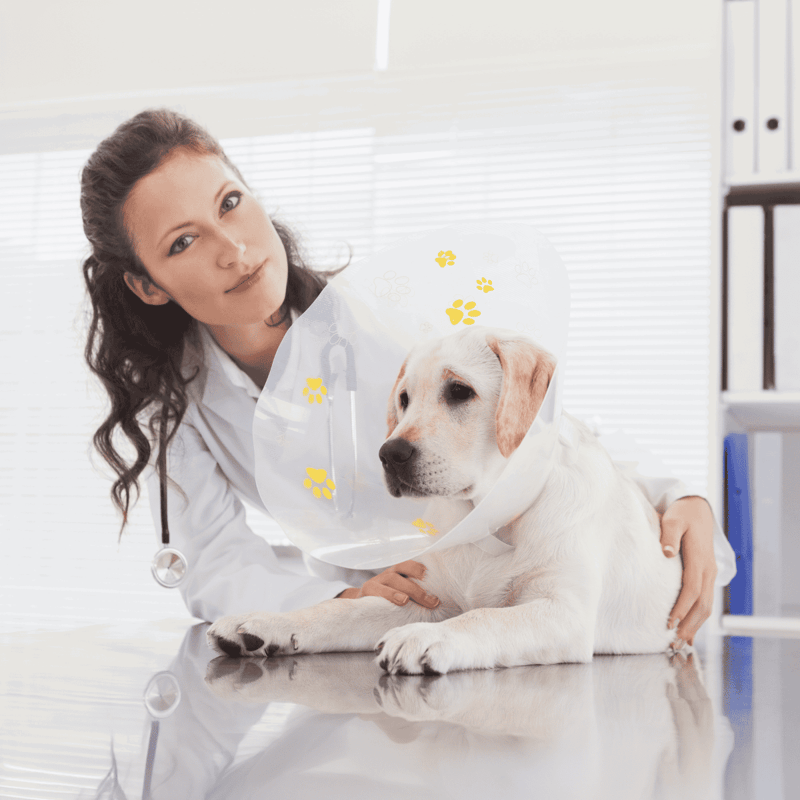 Dog cone collar to prevent licking and biting after surgery or injury.