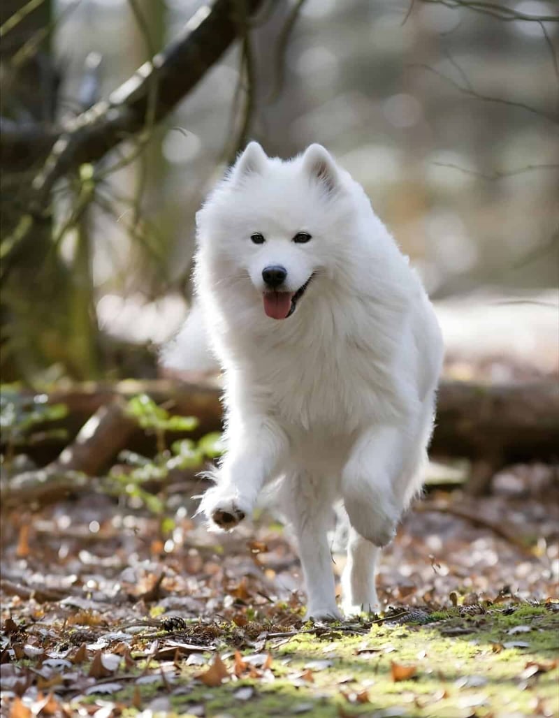 Adorable white dog happily running through a forest trail outdoors.