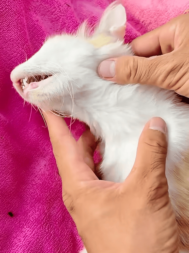 Close-up of a relaxing white cat receiving gentle ear examination on pink towel.