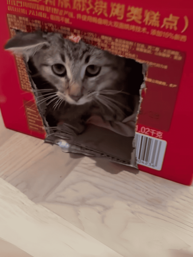 Cute tabby cat peeking through cardboard box hole.